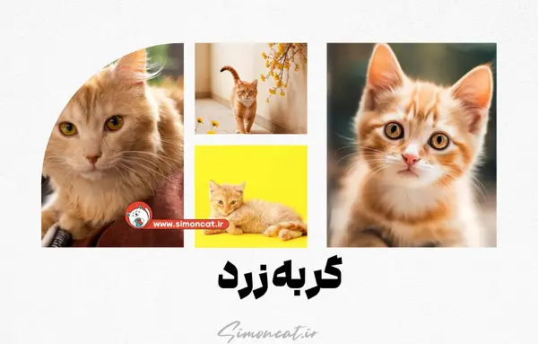 عکس بچه گربه زرد و سفید