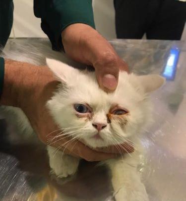 عکس بچه گربه زخمی