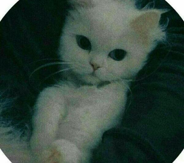 عکس بچه گربه زخمی