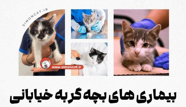 عکس بچه گربه زخمی