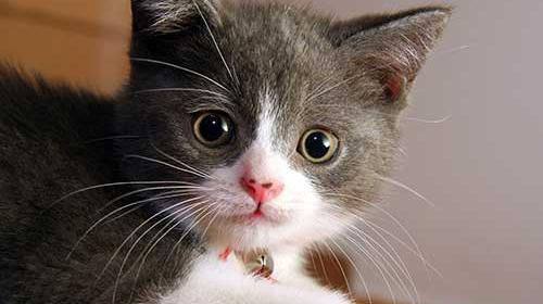 عکس گربه های ملوس و زیبا