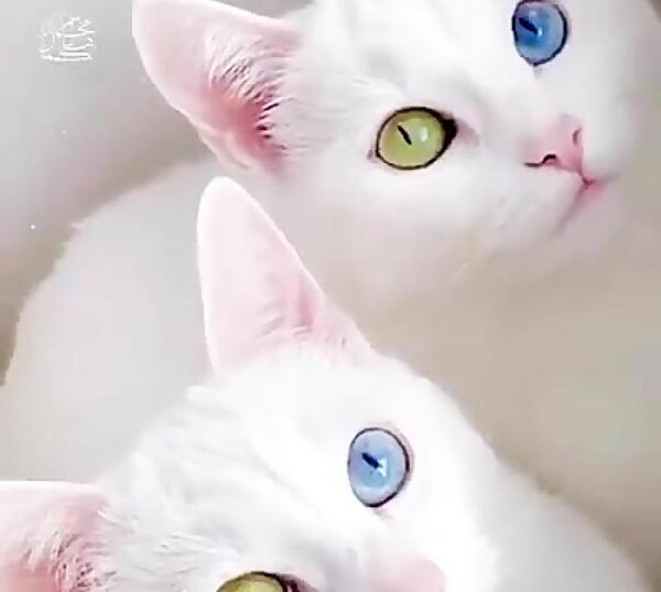 عکس گربه رنگی رنگی
