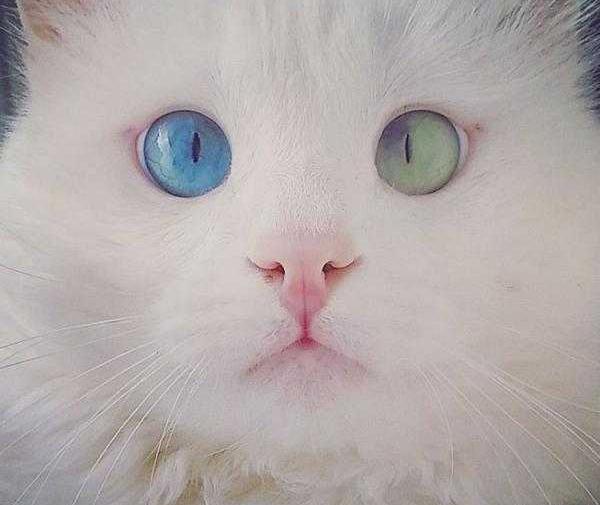 عکس گربه رنگی رنگی