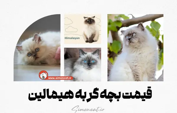 عکس بچه گربه رگدال