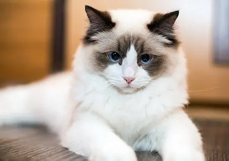 عکس بچه گربه رگدال