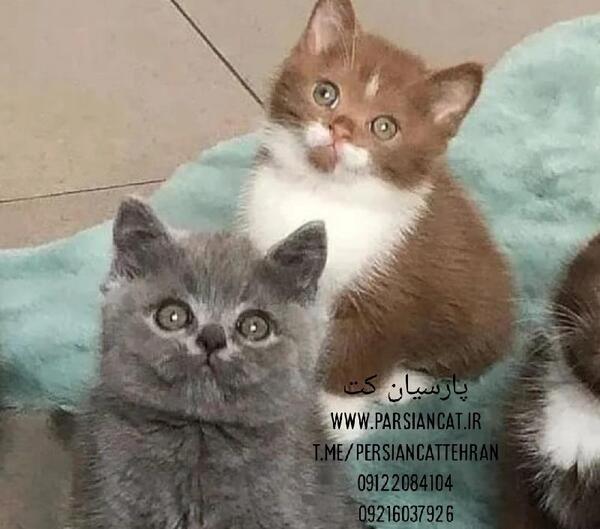 عکس بچه گربه رگدال