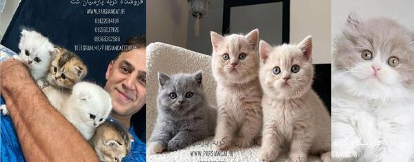 عکس بچه گربه رگدال