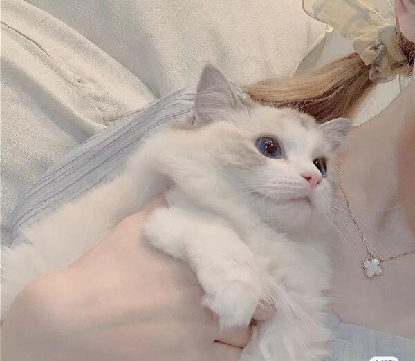 عکس بچه گربه رگدال