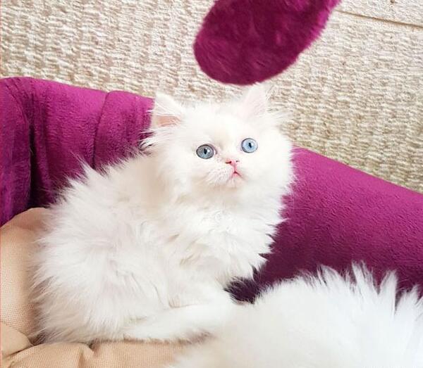 عکس بچه گربه رگدال