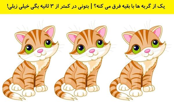 جواب معمای گربه را در عکس پیدا کنید