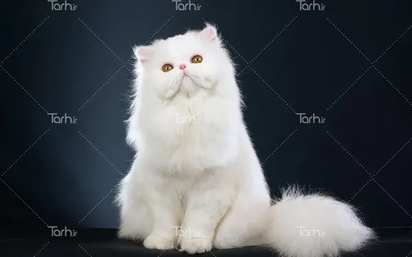 عکس گربه پشمالو رنگی
