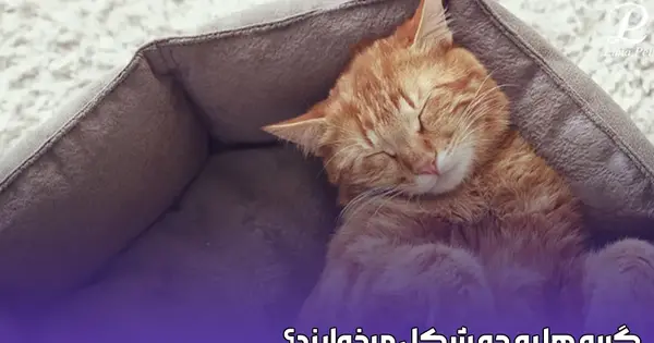 عکس گربه تو شب