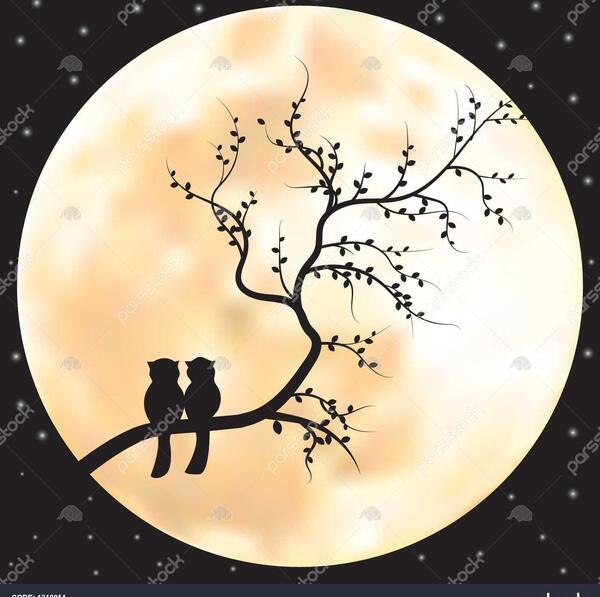 عکس گربه و شب و ستاره
