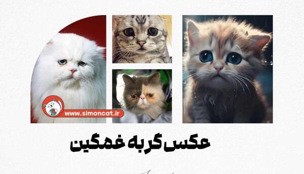 عکس گربه دپرس