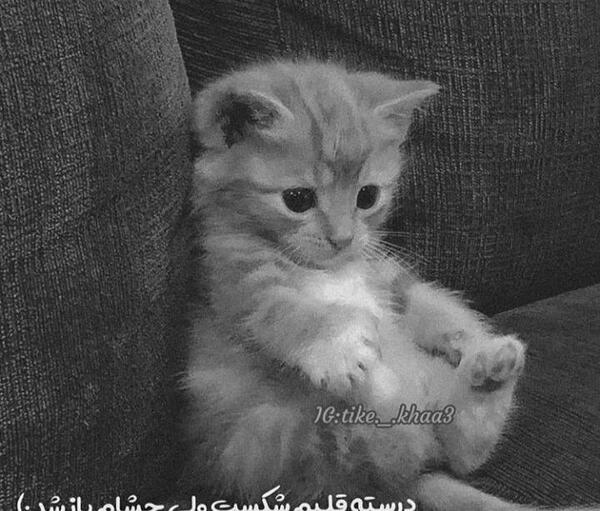 عکس گربه دپرس
