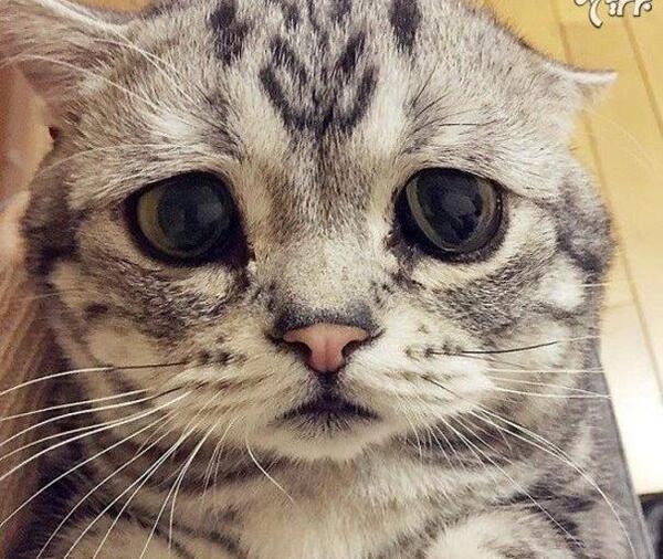 عکس گربه دپرس