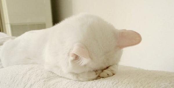 عکس گربه دپرس