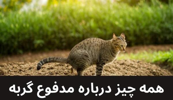 عکس بچه گربه در خانه