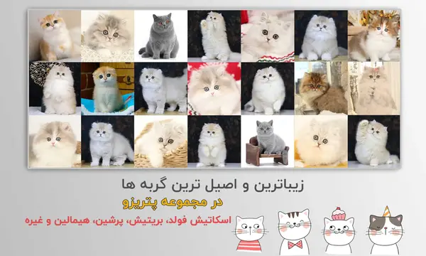 عکس بچه گربه در خانه