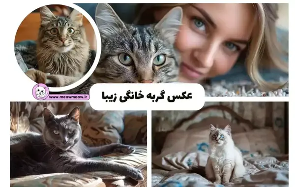 عکس گربه طبیعی در خانه
