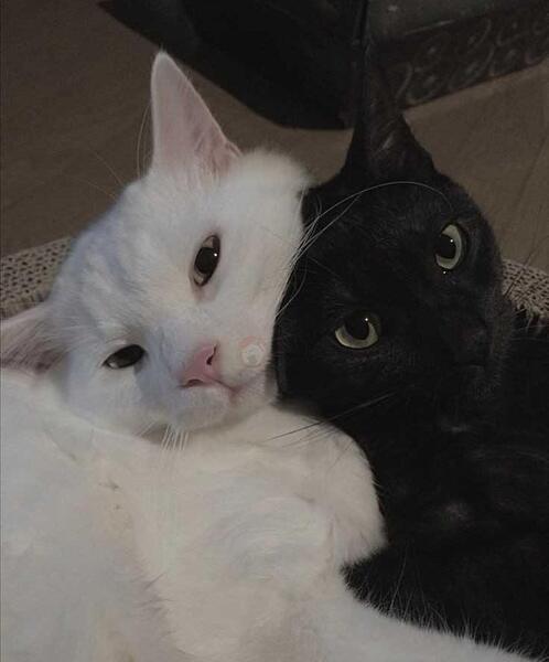 عکس پروفایل دونفره گربه