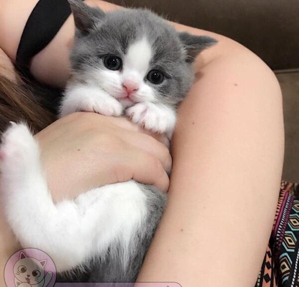 دونفره عکس گربه عاشقانه برای پروفایل