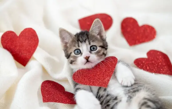 دونفره عکس گربه عاشقانه برای پروفایل