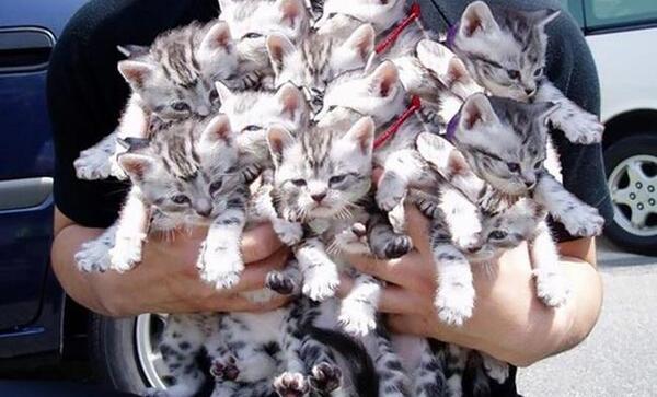 عکس بچه گربه های خیلی ناز