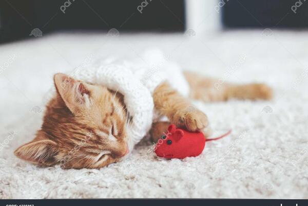 عکس اسباب بازی گربه خوابیده