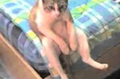 عکس پروفایل گربه خسته