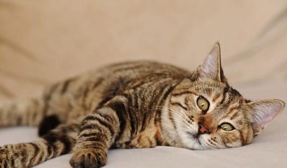 عکس گربه خیابانی کثیف