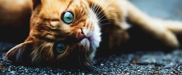 عکس گربه خیابانی کثیف