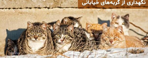 عکس گربه خیابانی کثیف