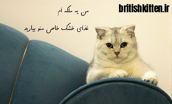 عکس گربه خیابانی کثیف