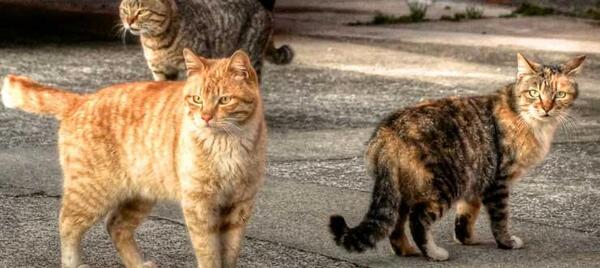 عکس گربه خیابانی کثیف