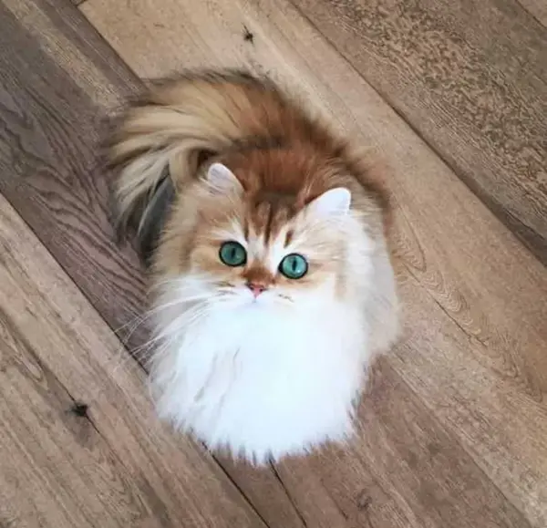 عکس گربه خوشگل و ناز