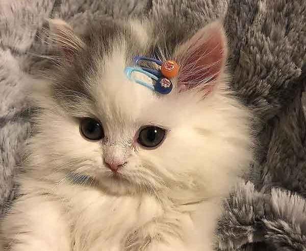 عکس گربه های خانگی ایرانی