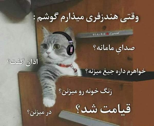 عکس گربه ها خنده دار