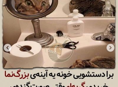 عکس گربه ها خنده دار