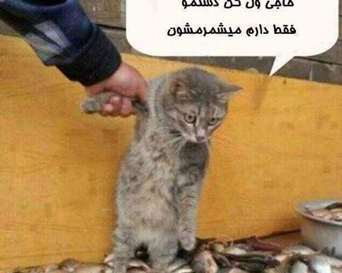 عکس گربه ها خنده دار