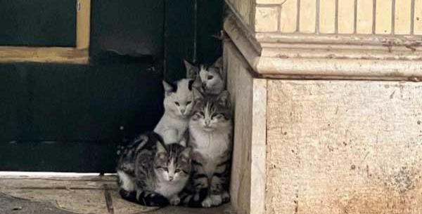 عکس گربه ها خنده دار