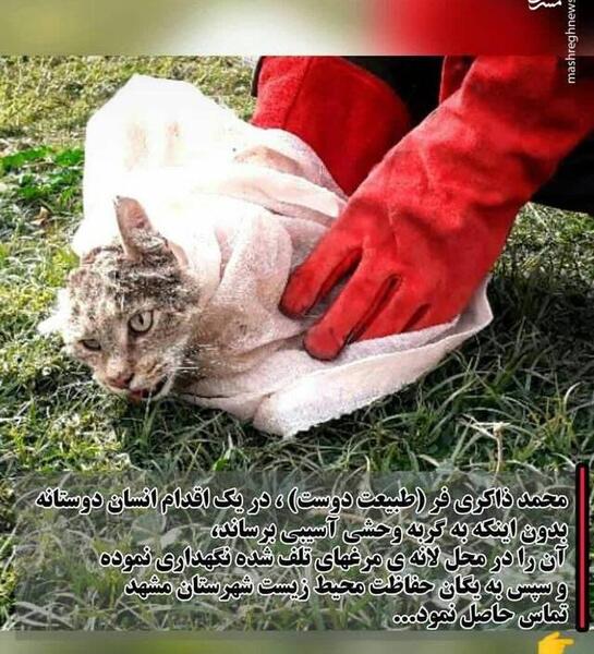 عکس حمله گربه