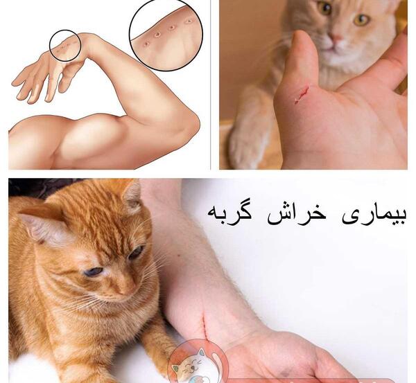 عکس حمله گربه