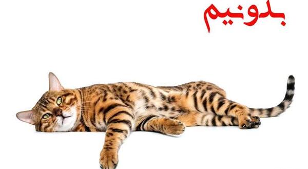 عکس حمله گربه