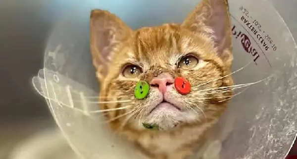 عکس حمله گربه