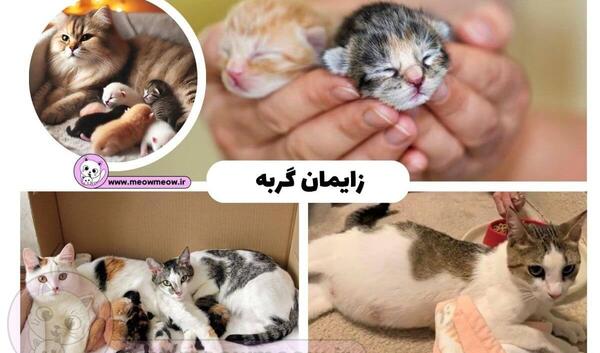 عکس حوله گربه