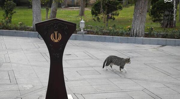 عکس بچه گربه در حیاط
