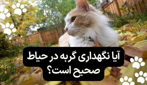 عکس بچه گربه در حیاط