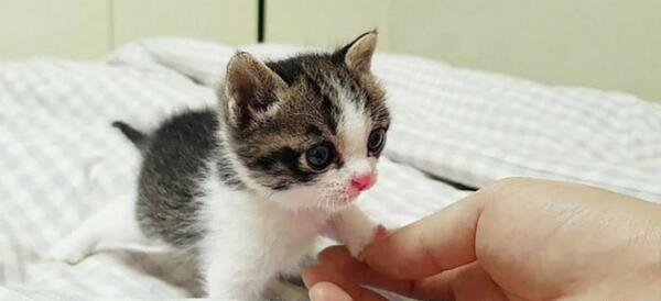 عکس بچه گربه در حیاط