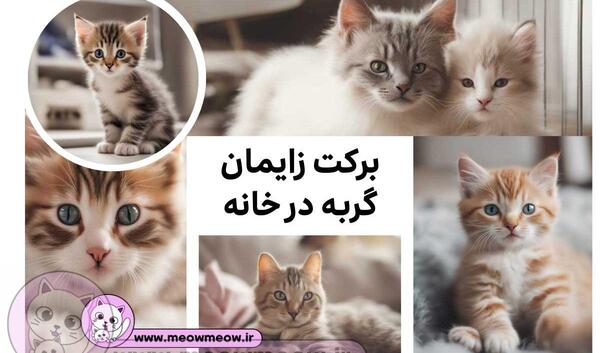 عکس بچه گربه در حیاط